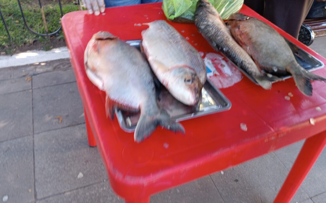 GAMS decomisó 9 unidades de pescado en mal estado