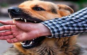 Suman 13 casos de rabia canina confirmados en el municipio de Sucre